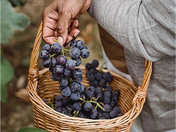 Alimentos saludables