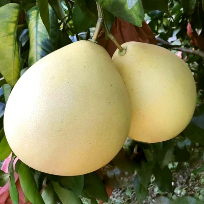 Pomelo